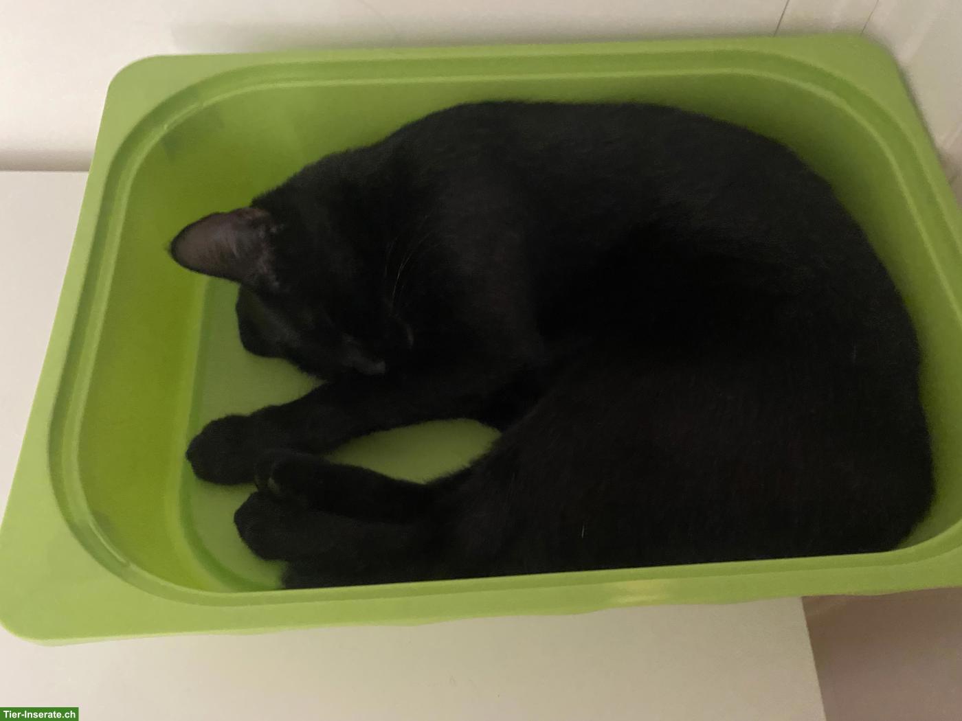 Bild 4: Schwarzes Katzen-Mädchen, 1-jährig
