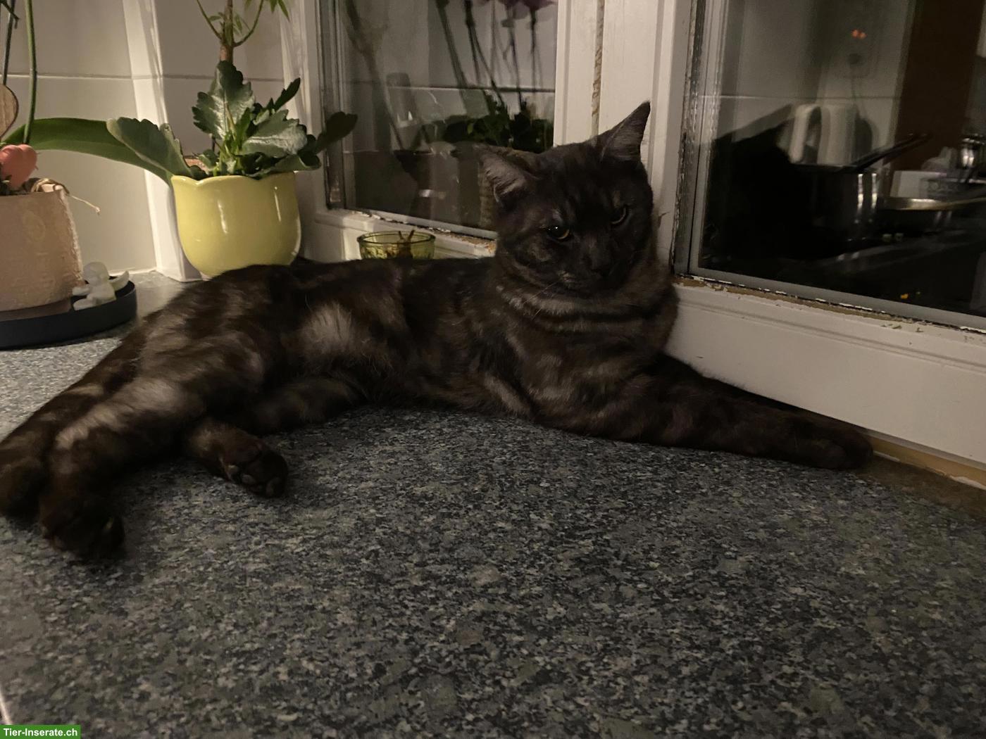 Katzengeschwister, 2 Kater, 1-jährig