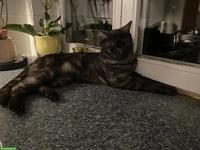 Katzengeschwister, 2 Kater, 1-jährig