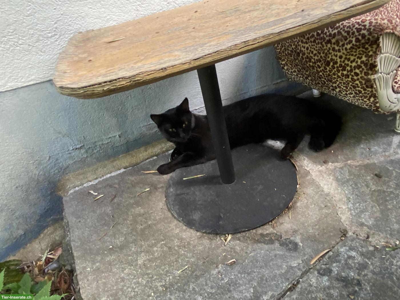 Bild 2: Katzengeschwister, 2 Kater, 1-jährig