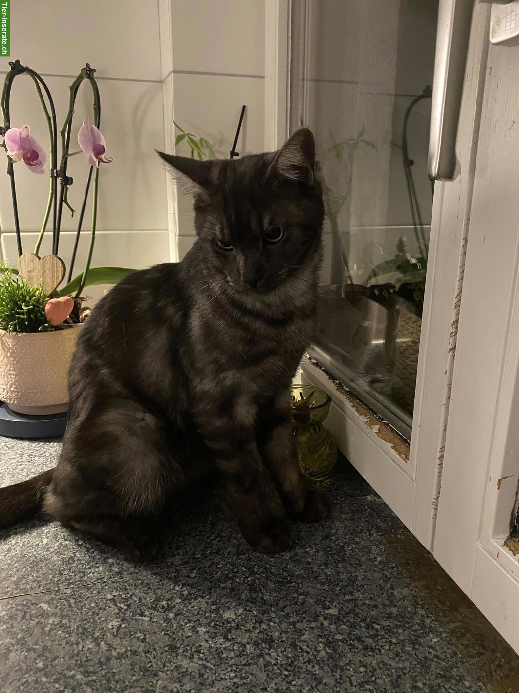Bild 3: Katzengeschwister, 2 Kater, 1-jährig
