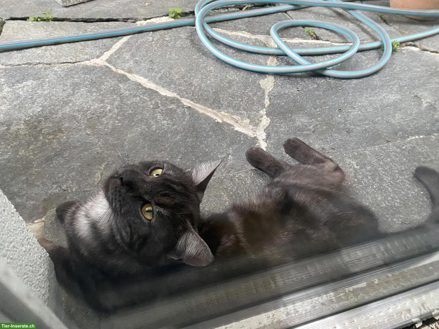Bild 4: Katzengeschwister, 2 Kater, 1-jährig