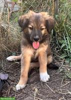 Süsser Border Collie Mix Welpe, Rüde "Kio"