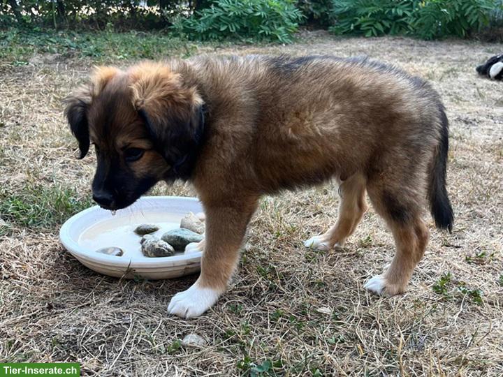 Bild 2: Süsser Border Collie Mix Welpe, Rüde "Kio"