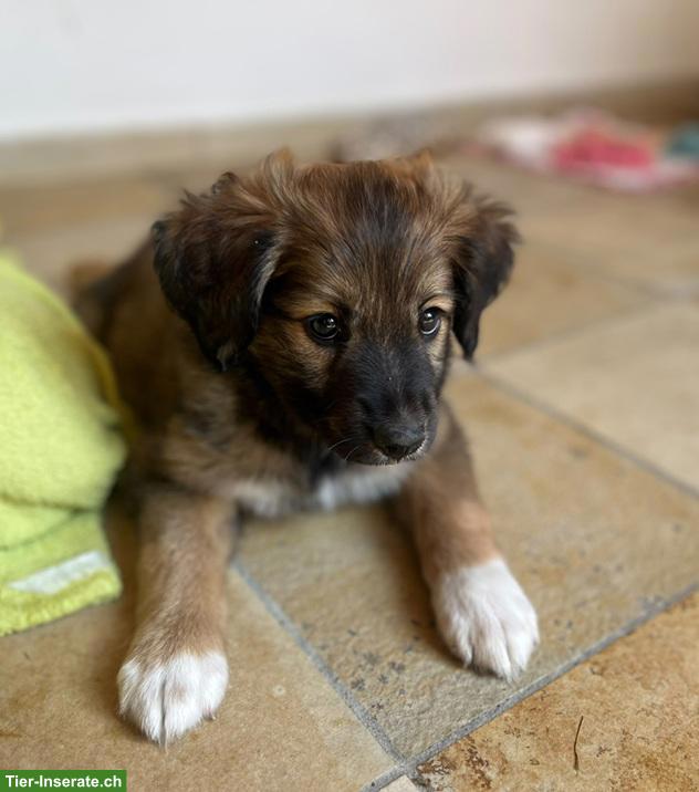 Bild 5: Süsser Border Collie Mix Welpe, Rüde "Kio"