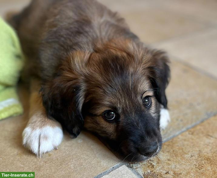 Bild 6: Süsser Border Collie Mix Welpe, Rüde "Kio"