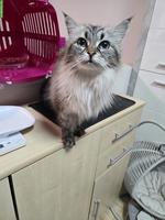 Ragdoll x Neva Masquarade Mix Katze, 9-jährig