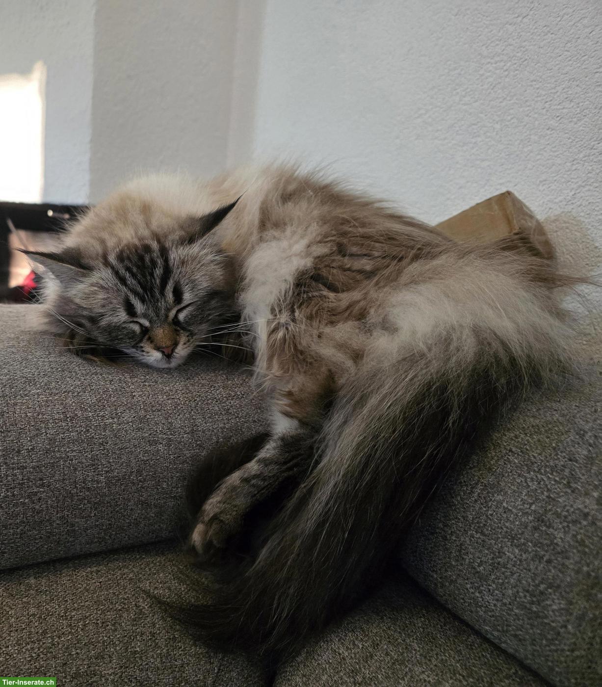 Bild 2: Ragdoll x Neva Masquarade Mix Katze, 9-jährig