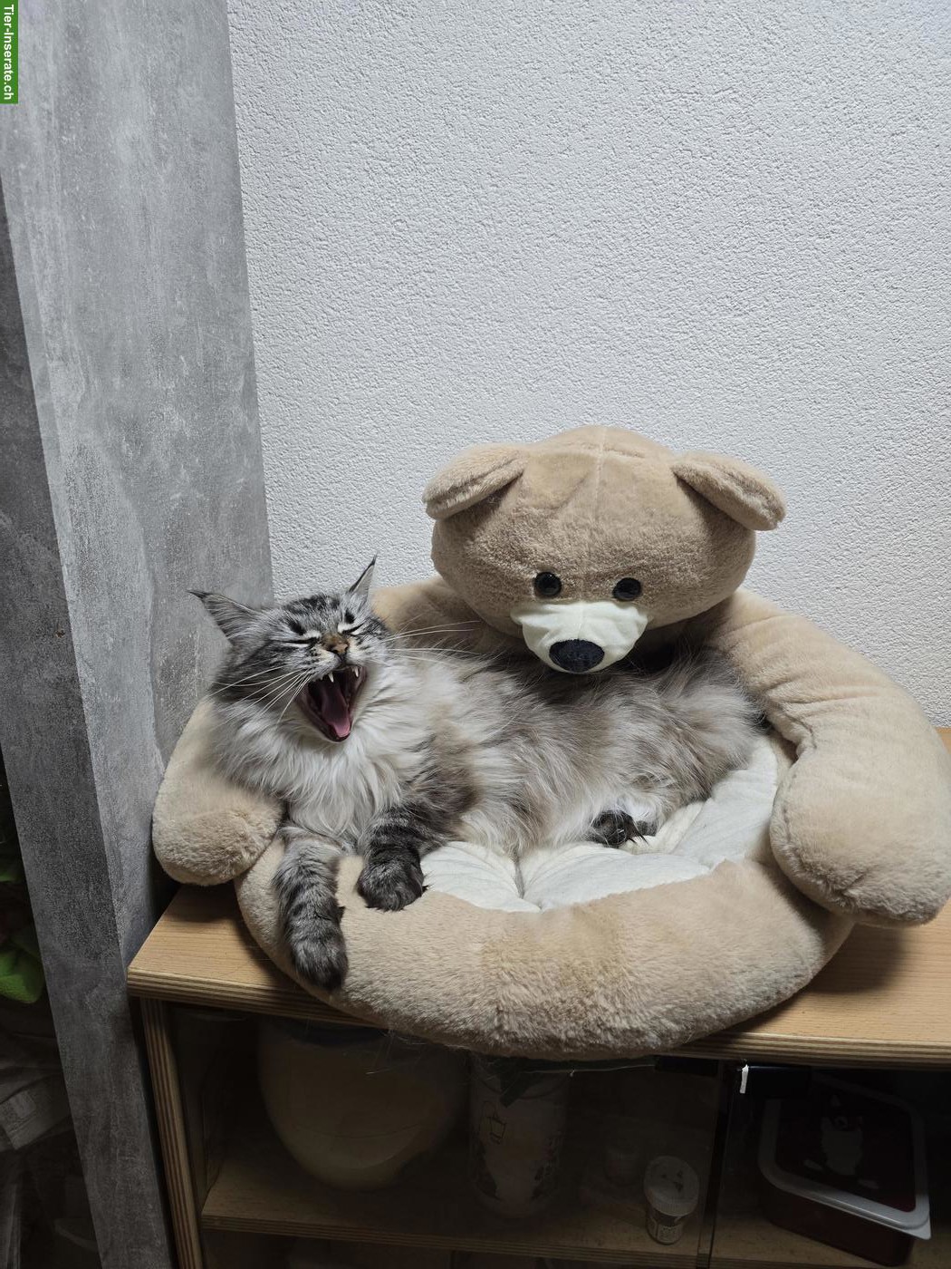 Bild 3: Ragdoll x Neva Masquarade Mix Katze, 9-jährig