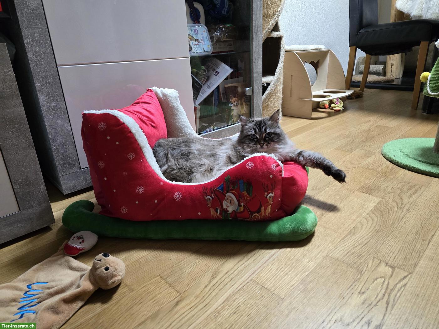 Bild 4: Ragdoll x Neva Masquarade Mix Katze, 9-jährig