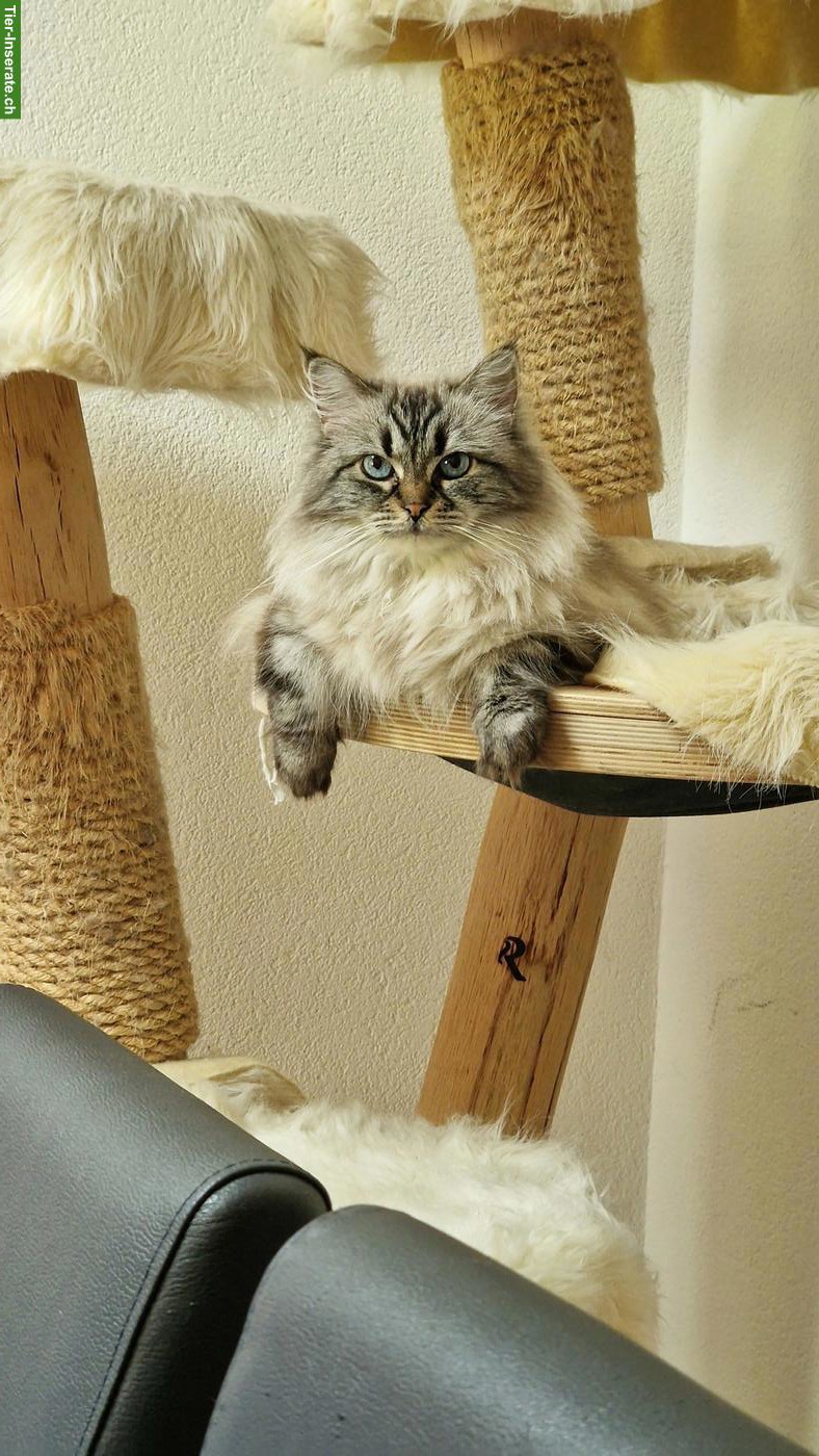 Bild 5: Ragdoll x Neva Masquarade Mix Katze, 9-jährig