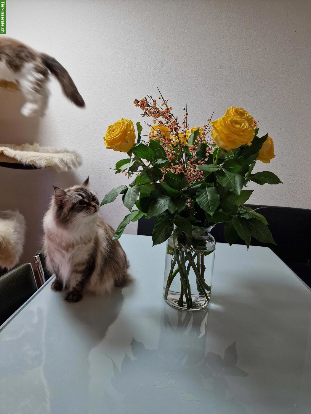 Bild 6: Ragdoll x Neva Masquarade Mix Katze, 9-jährig