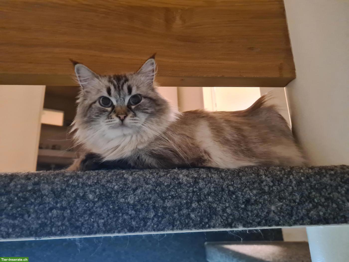 Bild 7: Ragdoll x Neva Masquarade Mix Katze, 9-jährig