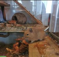 Degu-Dame 4-jährig sucht neue Gruppe