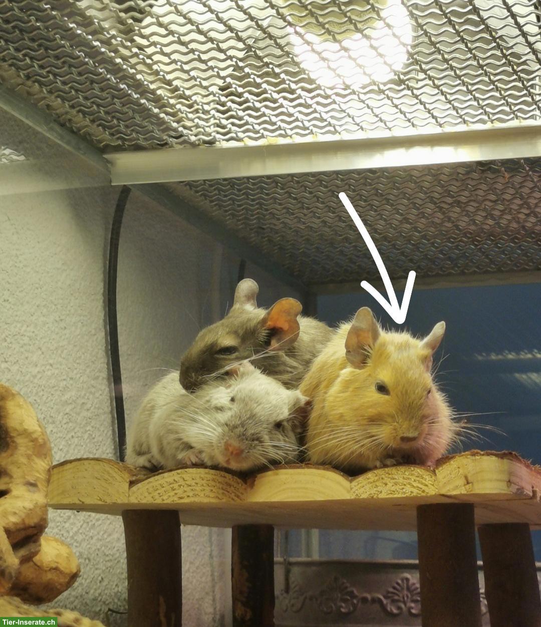 Bild 2: Degu-Dame 4-jährig sucht neue Gruppe