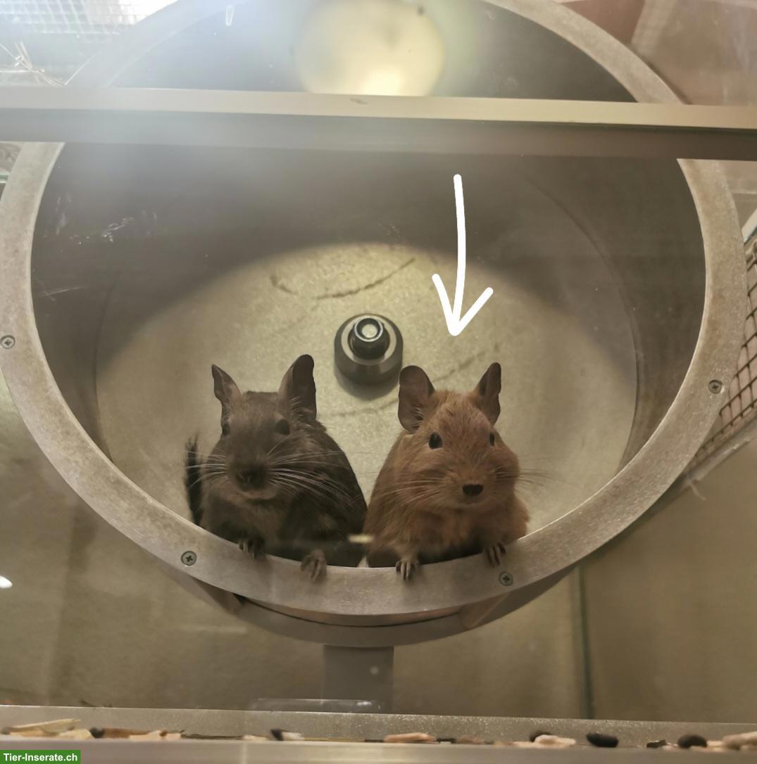 Bild 3: Degu-Dame 4-jährig sucht neue Gruppe
