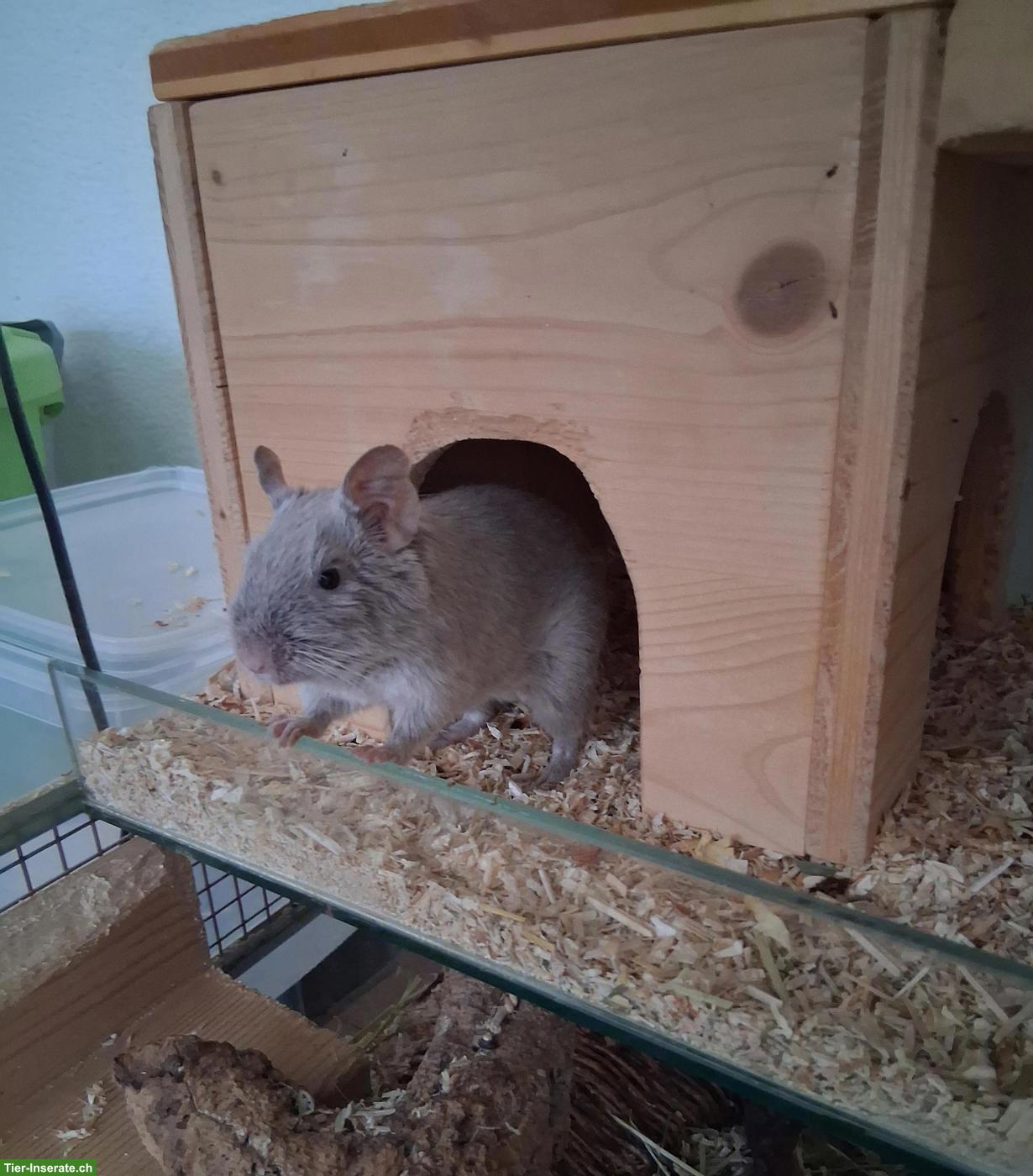 Degu-Dame 4-jährig in erfahrene Hände