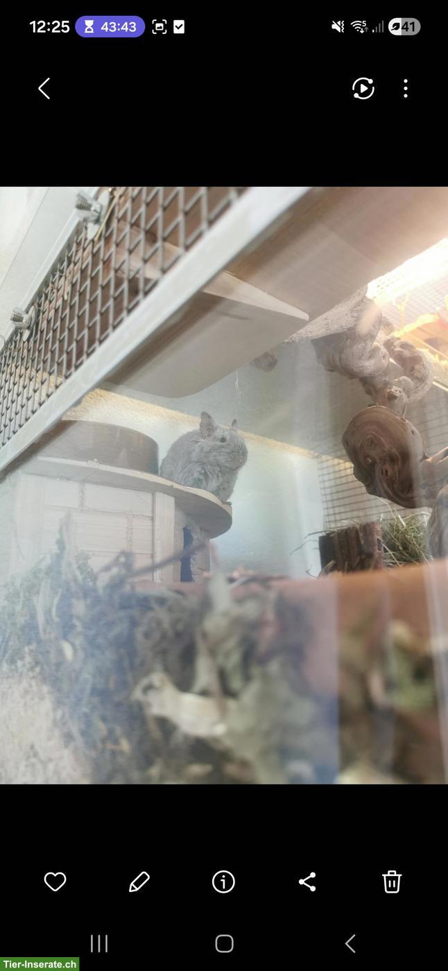 Bild 2: Degu-Dame 4-jährig in erfahrene Hände