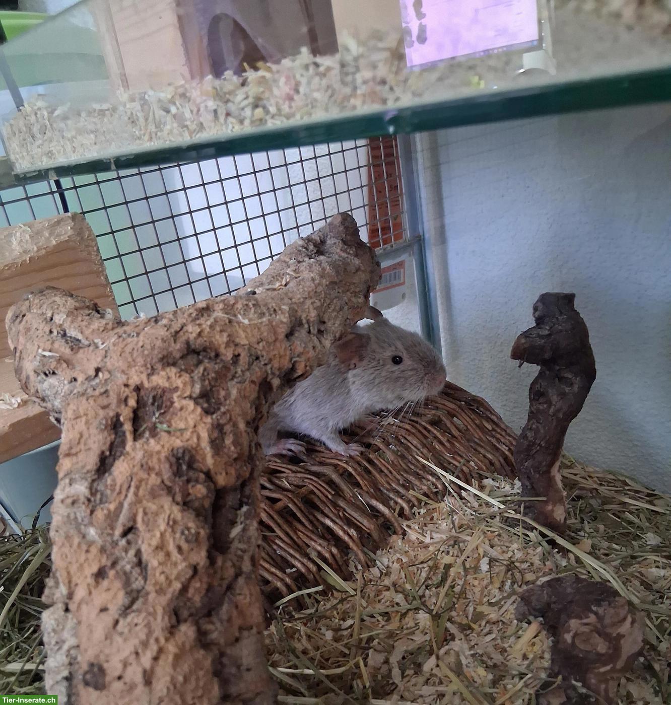 Bild 3: Degu-Dame 4-jährig in erfahrene Hände