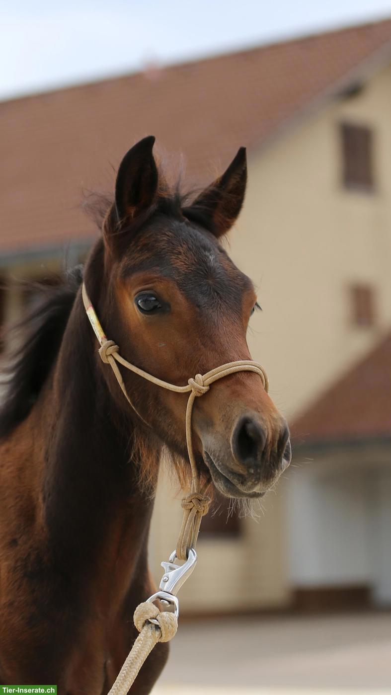 Seltenes Mustang-Cross Hengstfohlen, Nervenstarkes Ausnahme-Kleinpferd