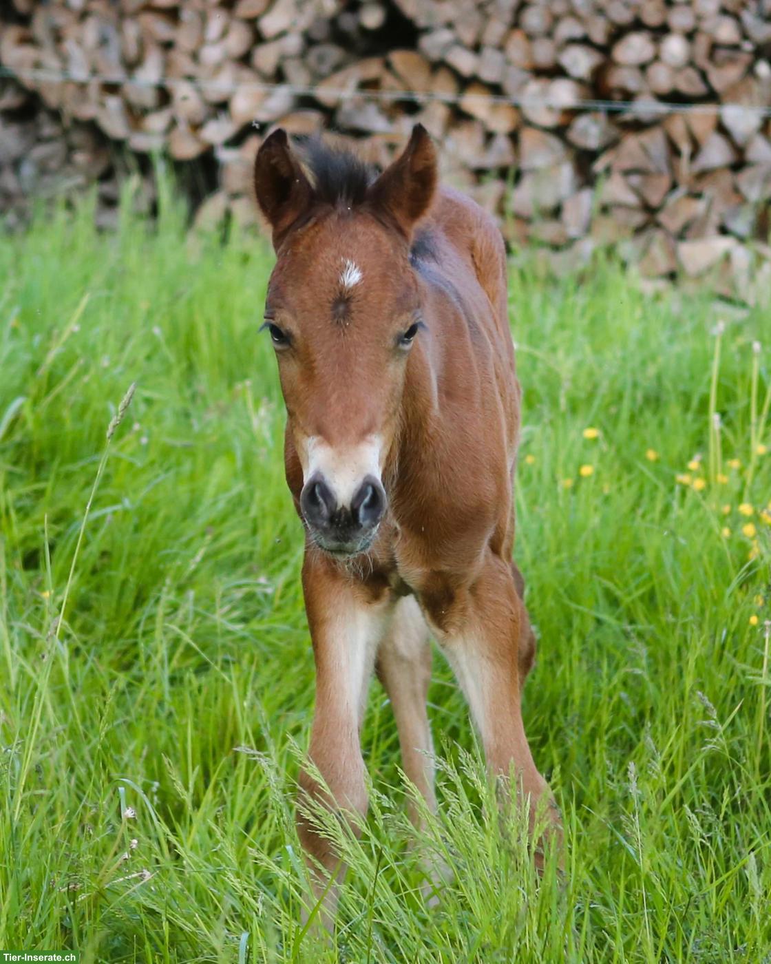 Bild 2: Seltenes Mustang-Cross Hengstfohlen, Nervenstarkes Ausnahme-Kleinpferd
