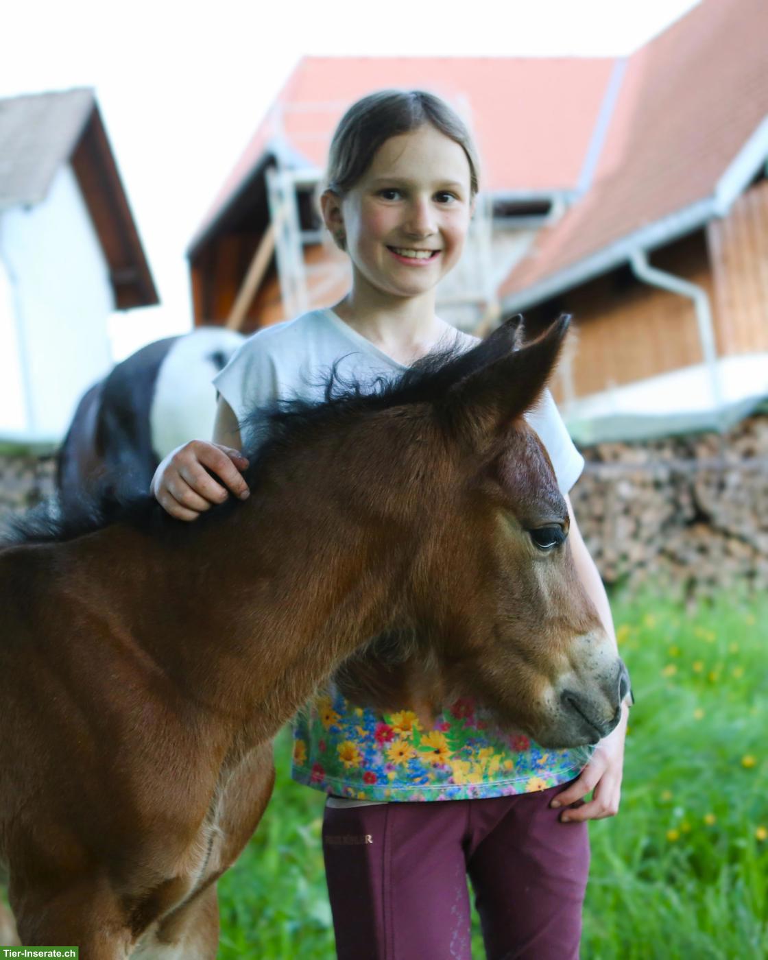Bild 3: Seltenes Mustang-Cross Hengstfohlen, Nervenstarkes Ausnahme-Kleinpferd