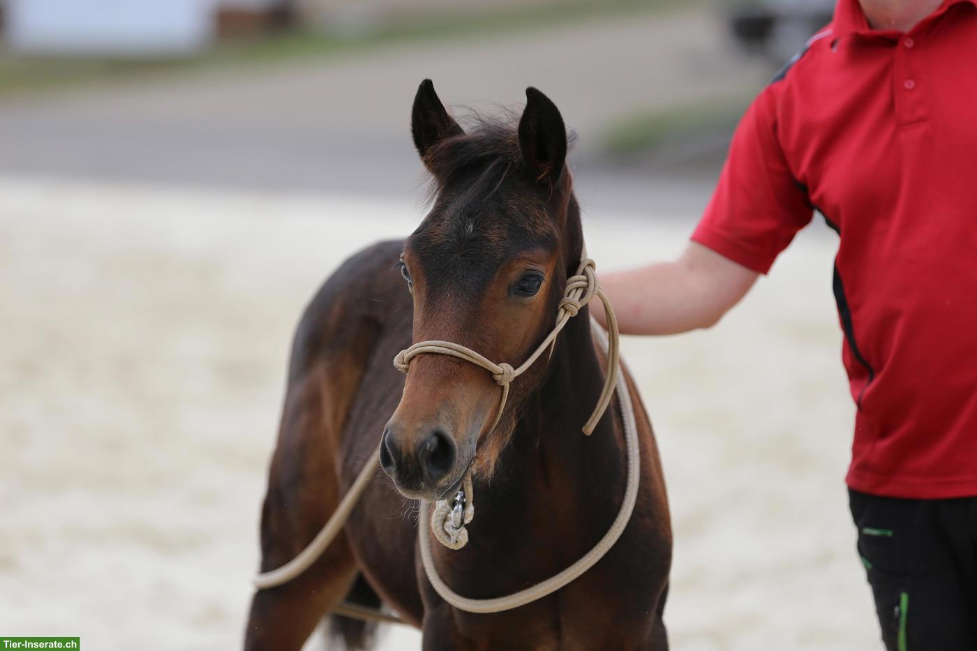 Bild 5: Seltenes Mustang-Cross Hengstfohlen, Nervenstarkes Ausnahme-Kleinpferd
