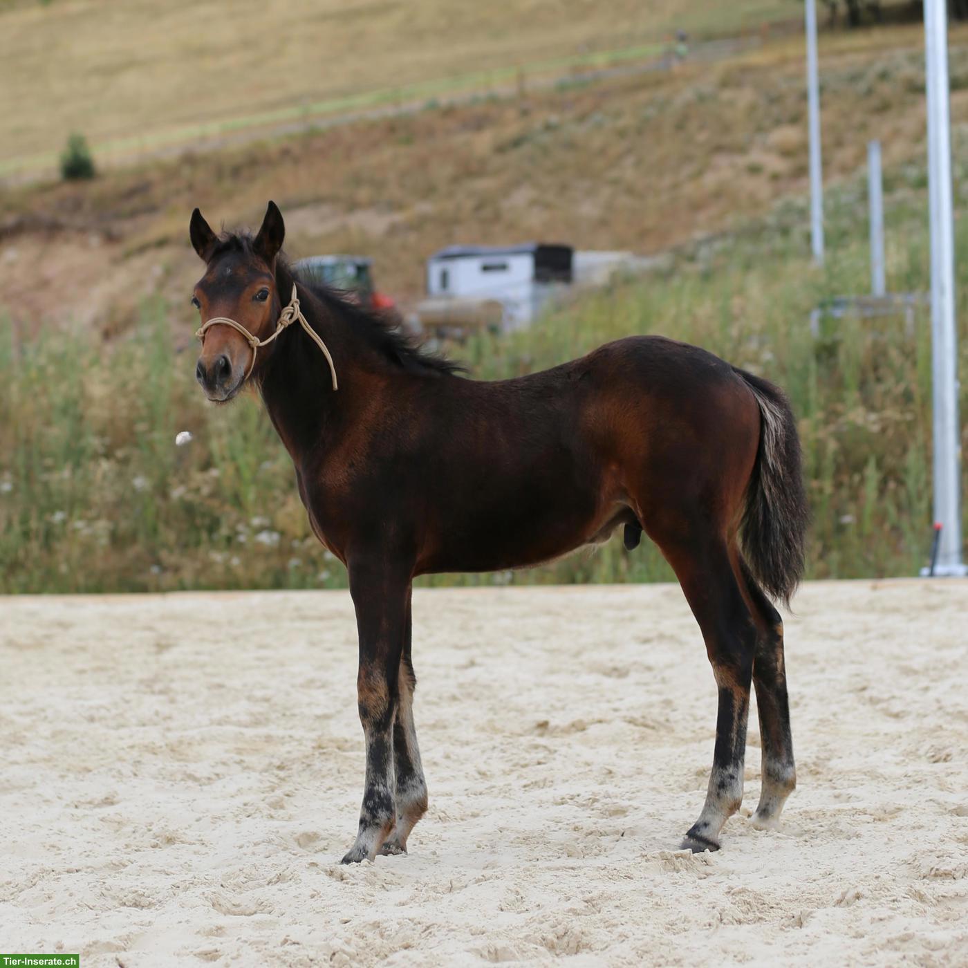 Bild 6: Seltenes Mustang-Cross Hengstfohlen, Nervenstarkes Ausnahme-Kleinpferd