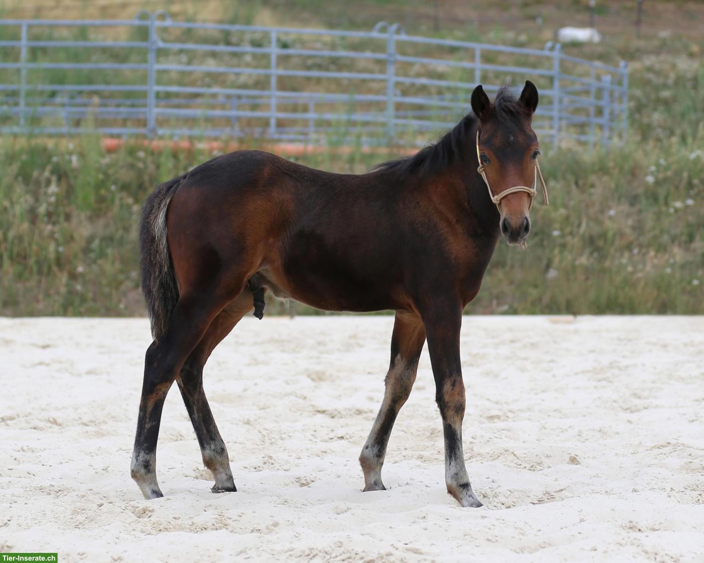 Bild 7: Seltenes Mustang-Cross Hengstfohlen, Nervenstarkes Ausnahme-Kleinpferd