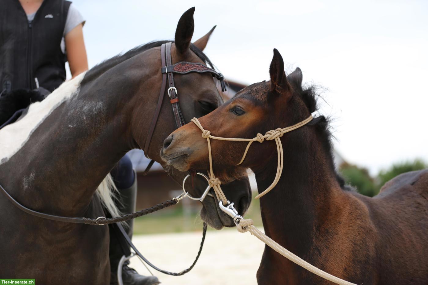 Bild 8: Seltenes Mustang-Cross Hengstfohlen, Nervenstarkes Ausnahme-Kleinpferd