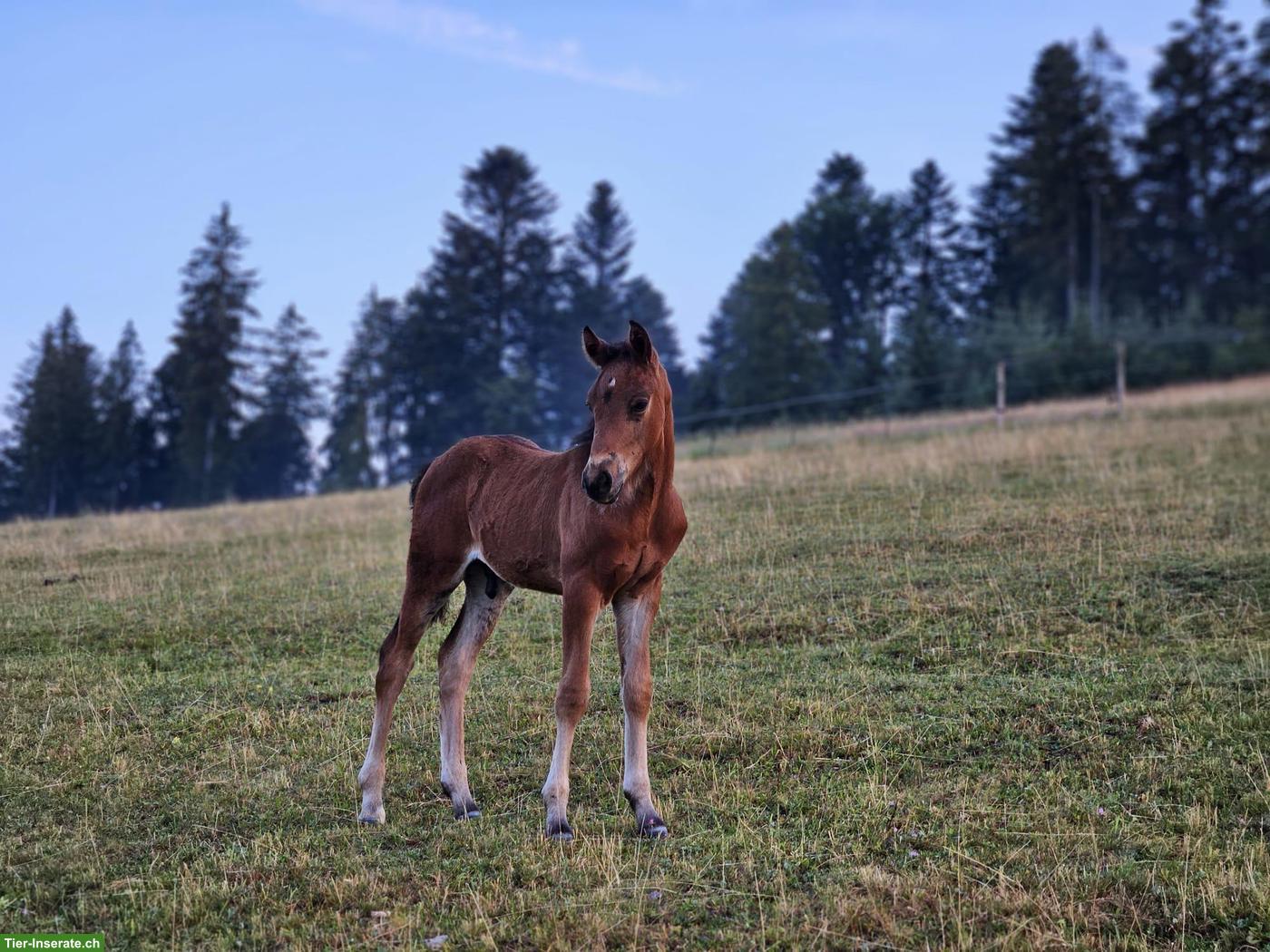 Bild 9: Seltenes Mustang-Cross Hengstfohlen, Nervenstarkes Ausnahme-Kleinpferd