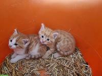 2 rote Bauernhofkätzchen, Kater