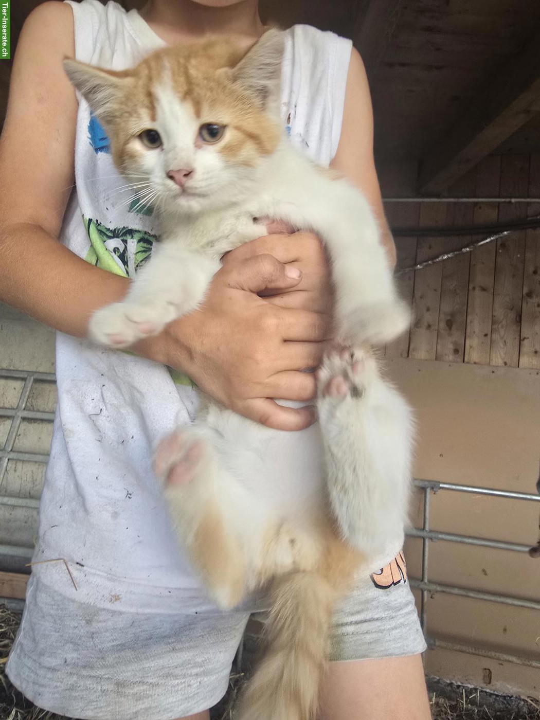 Bild 2: 2 rote Bauernhofkätzchen, Kater