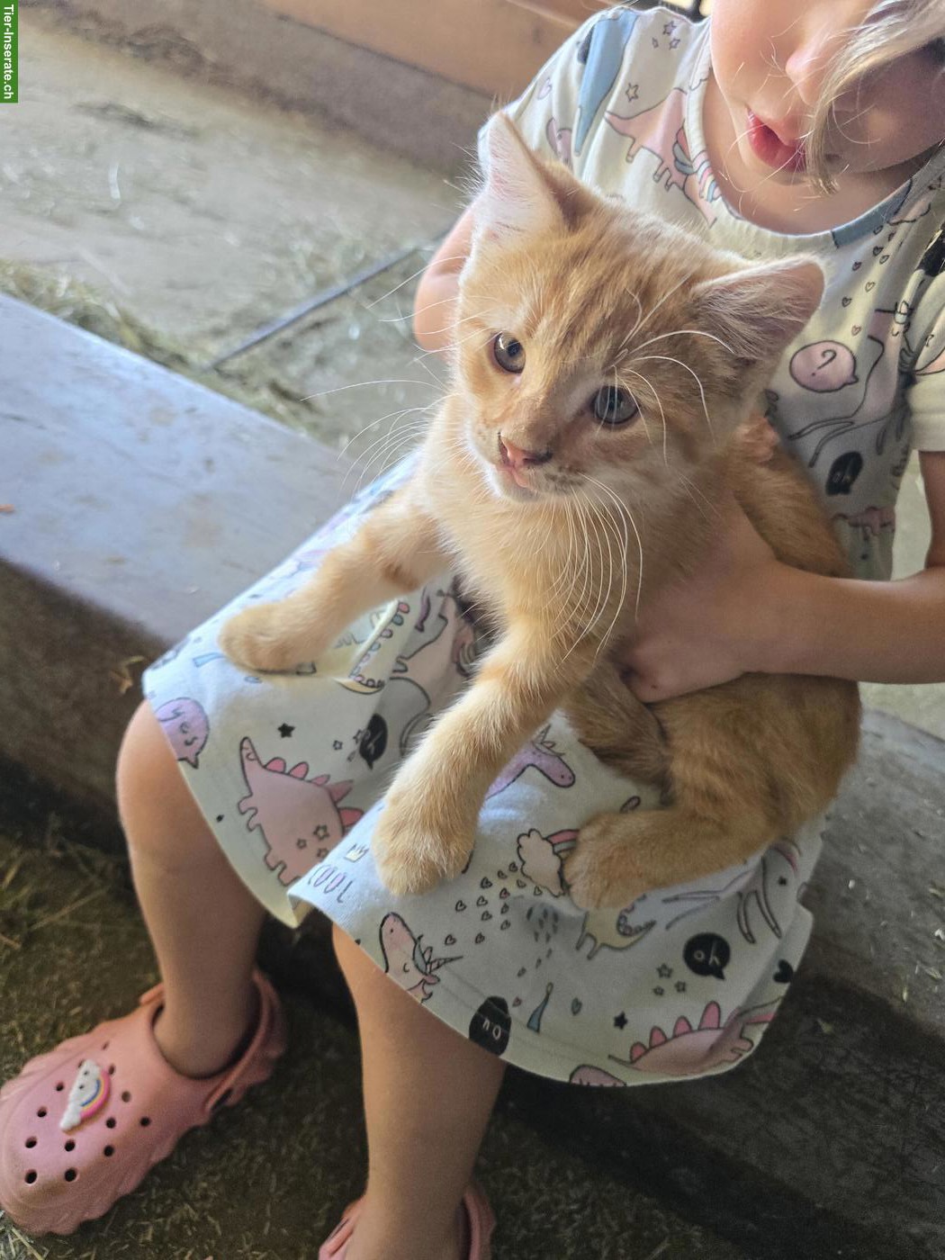 Bild 3: 2 rote Bauernhofkätzchen, Kater