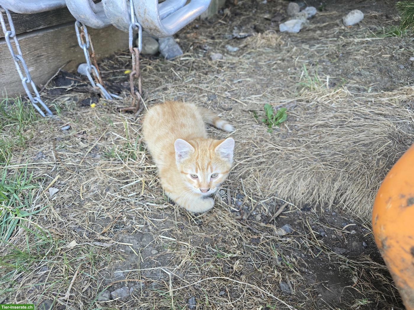 Bild 4: 2 rote Bauernhofkätzchen, Kater