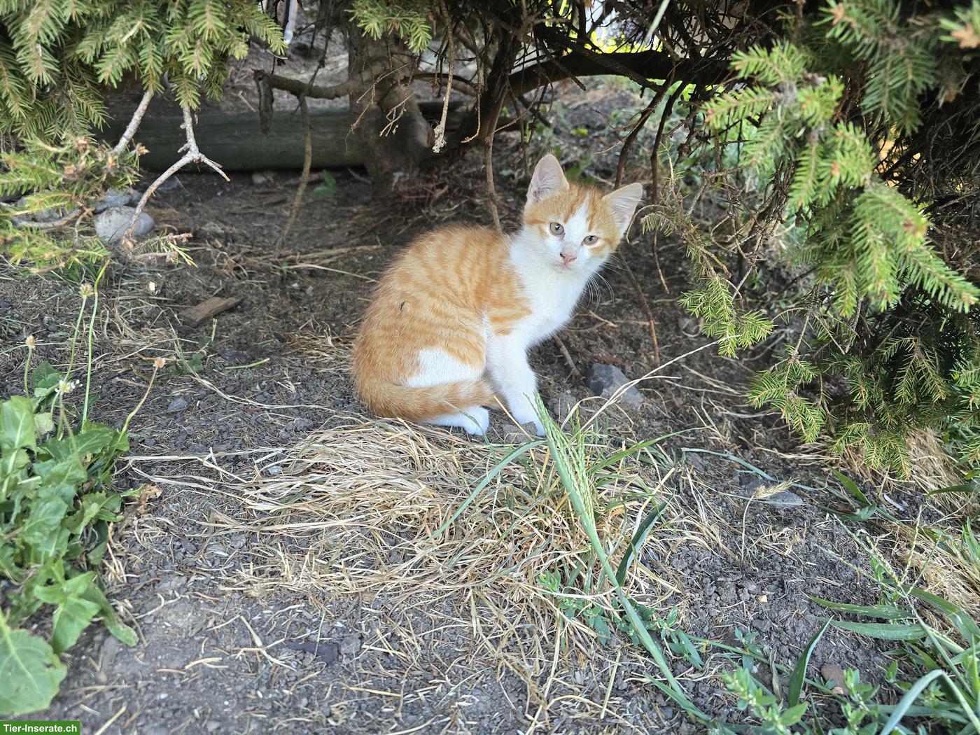 Bild 5: 2 rote Bauernhofkätzchen, Kater