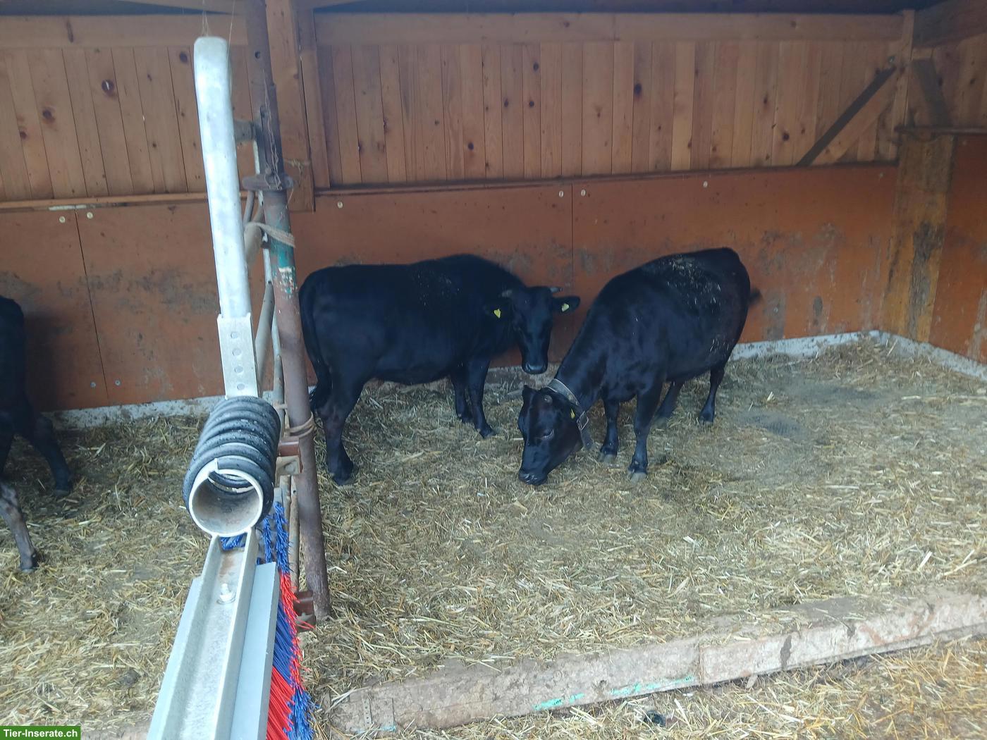 2 Dahomey Rinder, tragend