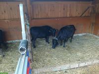 2 Dahomey Rinder, tragend