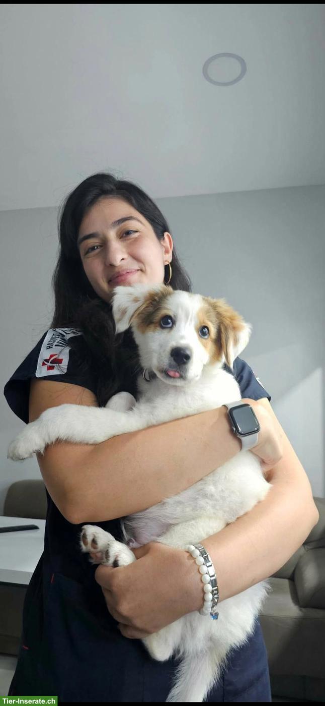 Mischlingshund Lex - der Hüter sucht ein Zuhause