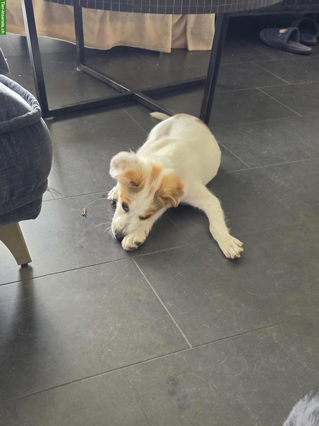 Bild 3: Mischlingshund Lex - der Hüter sucht ein Zuhause