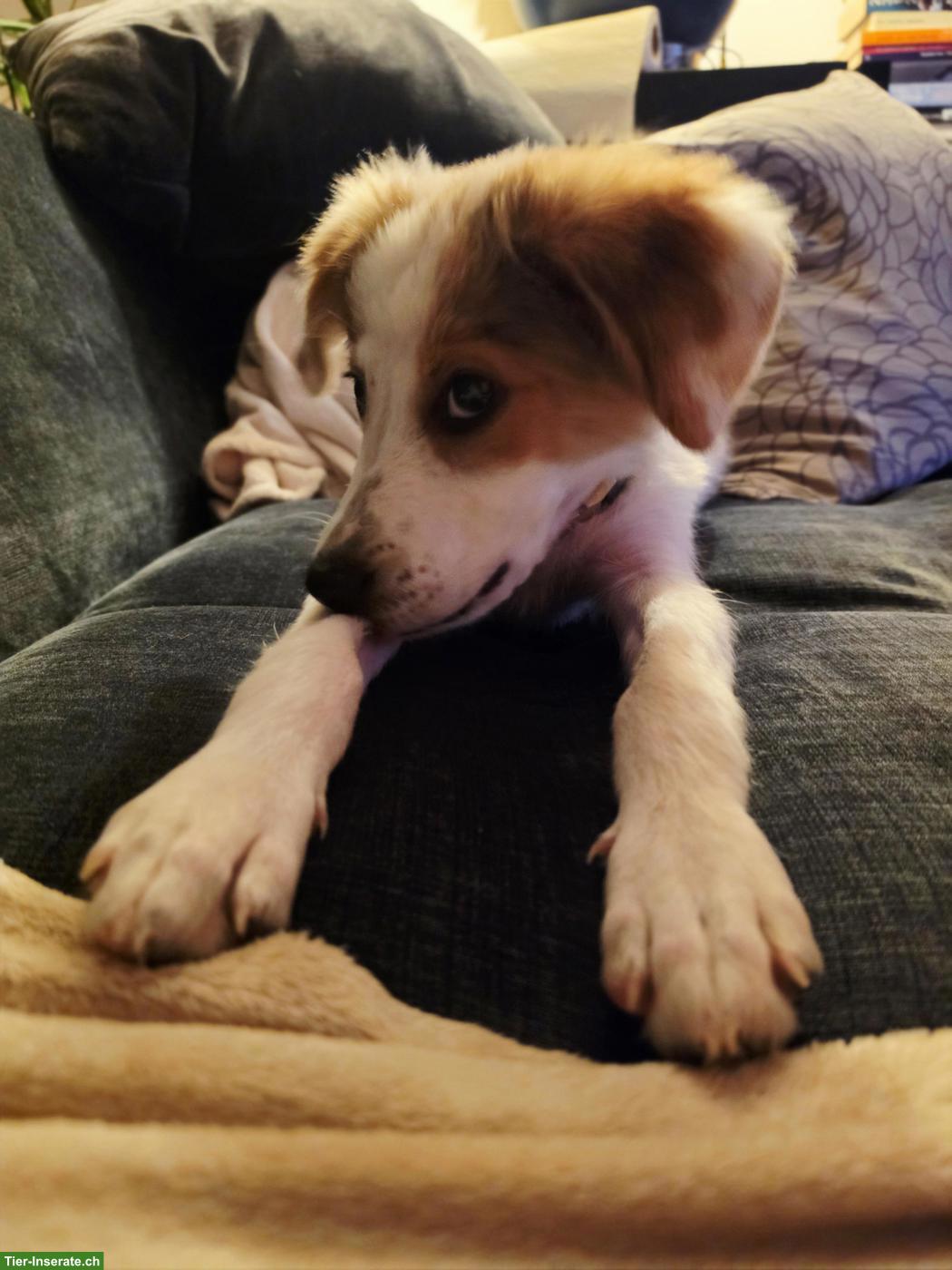 Bild 4: Mischlingshund Lex - der Hüter sucht ein Zuhause
