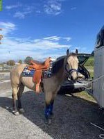 Reitbeteiligung englisch oder western im Thurgau