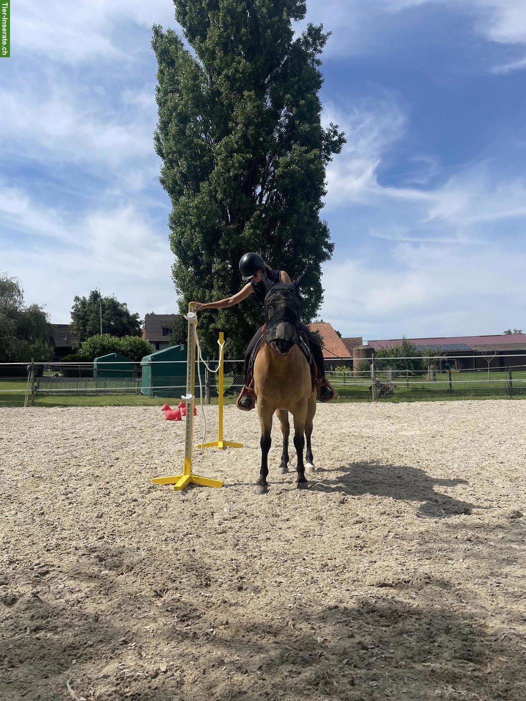 Bild 3: Reitbeteiligung englisch oder western im Thurgau