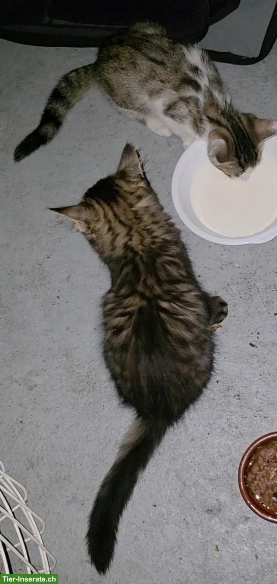 3 süsse Kitten suchen liebevolles Zuhause