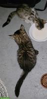 3 süsse Kitten suchen liebevolles Zuhause