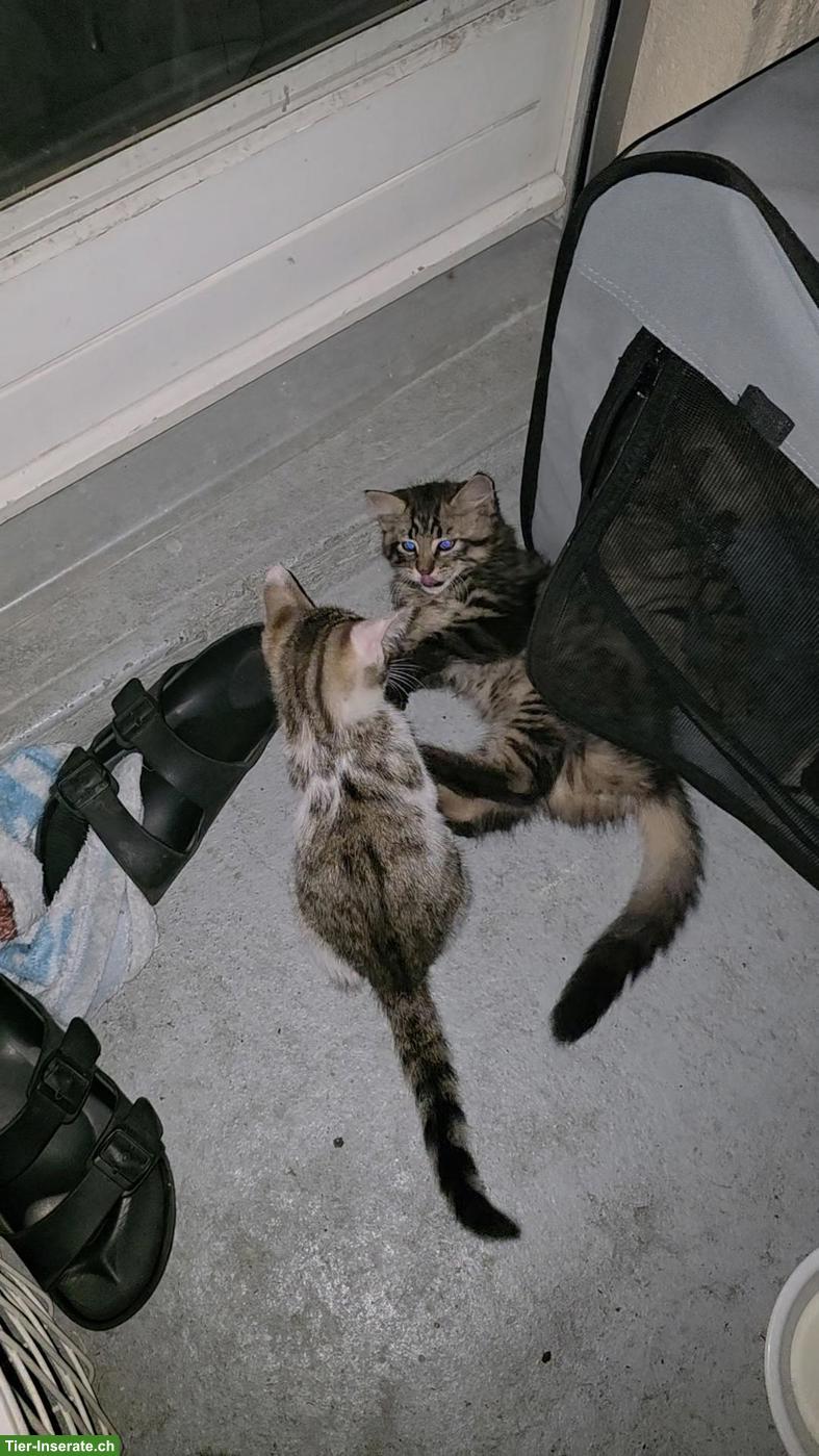 Bild 2: 3 süsse Kitten suchen liebevolles Zuhause