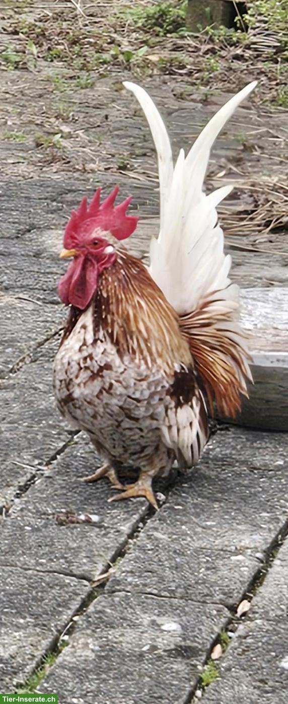 Chabo Hahn dringend abzugeben
