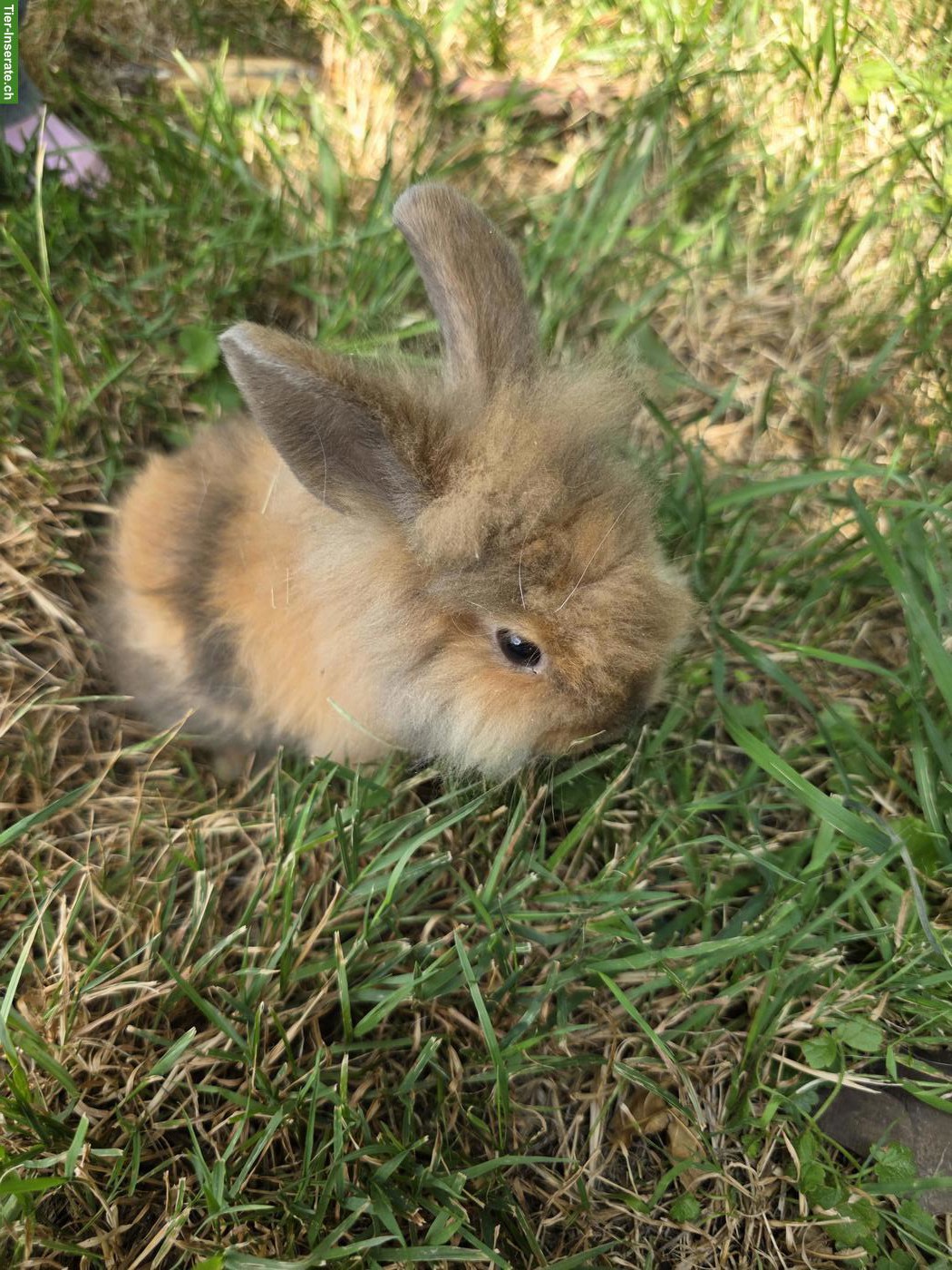 Bild 2: Löwenköpfli Zwergkaninchen abzugeben