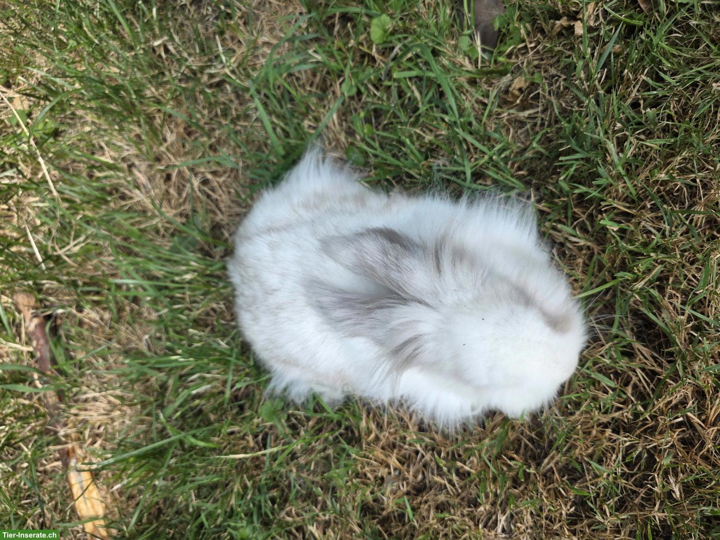 Bild 3: Löwenköpfli Zwergkaninchen abzugeben