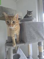 Kater Mucki & Leo suchen ein neues Zuhause